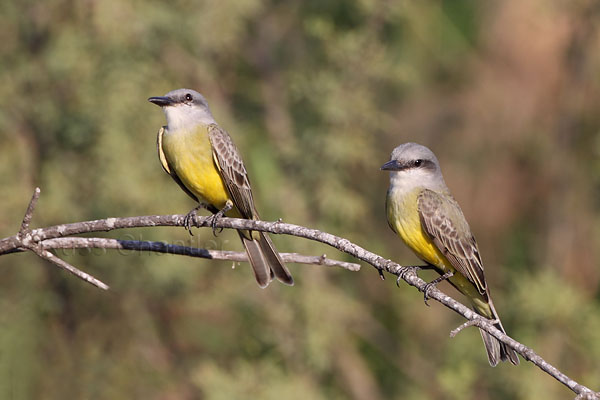 Tropical Kingbird © Russ Chantler